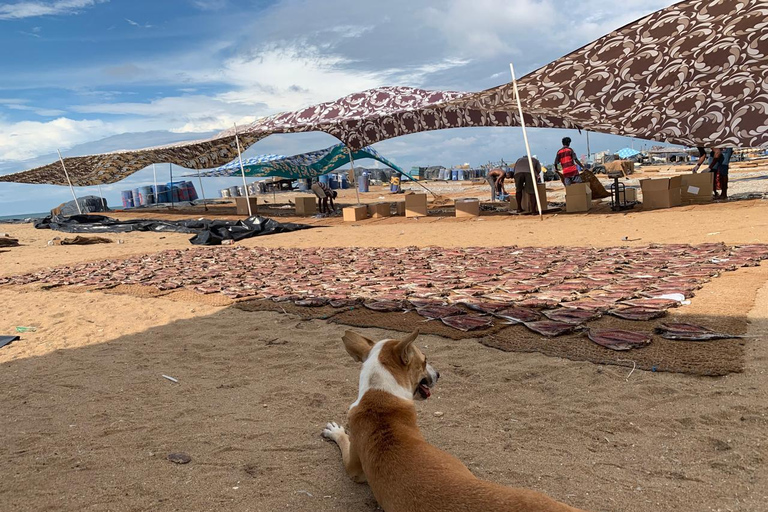 Colombo: Negombo Cultural Photo Tour with Local Lunch