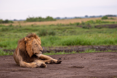 uganda: 10-Day Uganda Safari with Gorilla Trekking