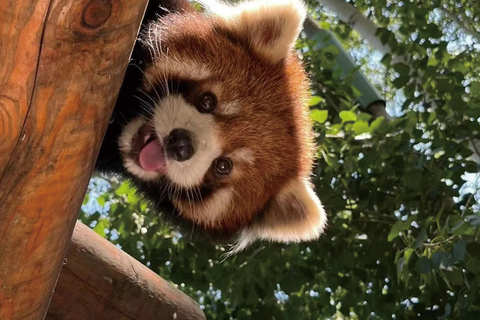 Privat tur till Chengdu Pandas och Dujiangyan med Blue TearsPrivat tur till Chengdu Pandas och Dujiangyan med stopp i Zhongshuge