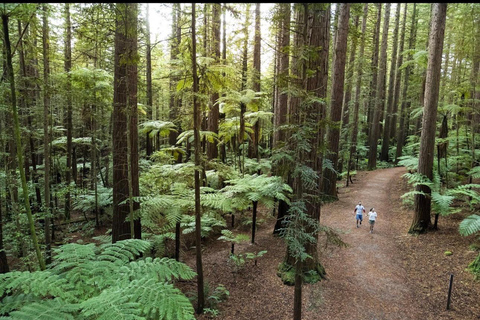 From Auckland: Rotorua Lakes, Redwood & Geothermal Day Trip