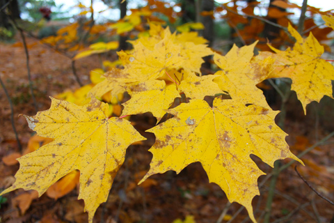 From Toronto: Explore Muskoka - Hardy's Lake Provincial Park Muskoka Snowshoeing or Hiking