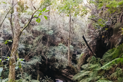 Plettenberg Bay: Canyoning Trip Plettenberg Bay: Standard Canyoning Trip