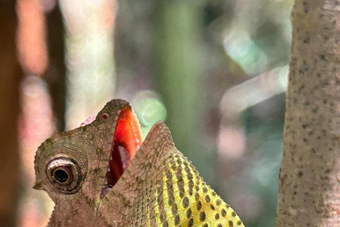 4 Hour Sinharaja Rainforest Tour