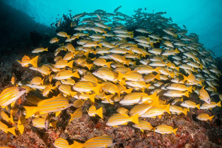 Wycieczka kajakiem Clear, wycieczka na plażę Kendwa, snorkeling z żółwiami