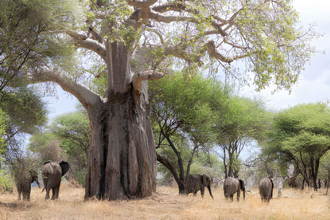 2 days safari Tarangire &Ngorongoro crater (private/joining) 2 days safari Tarangire &Ngorongoro crater (joining-camping)