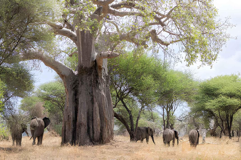 2 days safari Tarangire &Ngorongoro crater (private/joining) 2 days safari Tarangire &Ngorongoro crater (joining-camping)