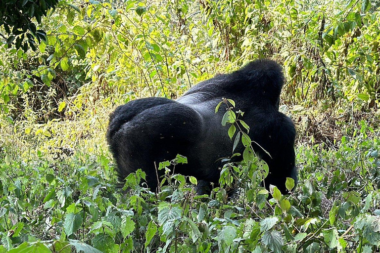 Rwanda: Luxury Gorilla Safari