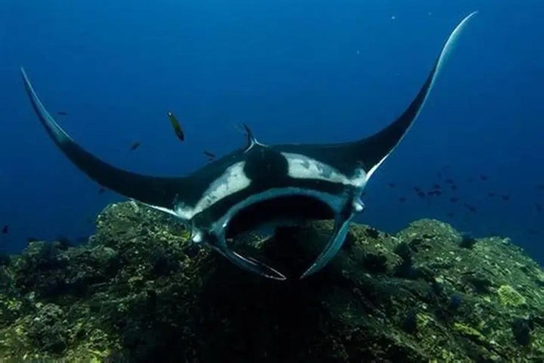 Nusa Penida: Snorkeling Adventure at Manta Point Sharing Boat: Manta Point & Gamat Bay Adventure