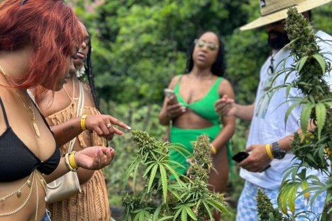 Birds and Cannabis Farm Private Tour From Montego Bay