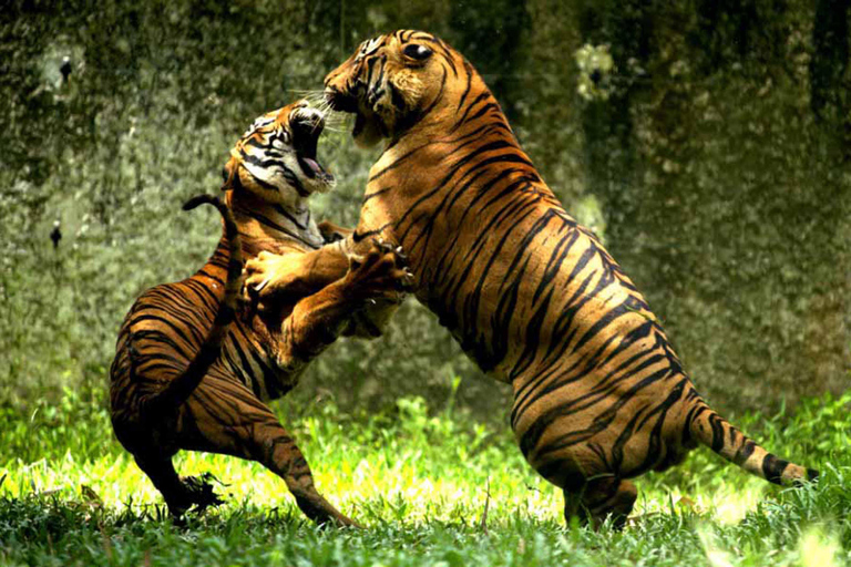 Jaipur to Ranthambore National Park Wildlife Safari Transport + Canter Safari + Guide for Safari