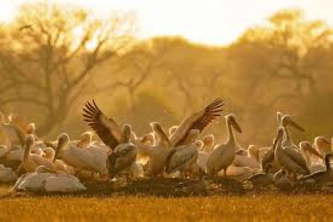 Bharatpur Bird Sanctuary Tour with Pickup and Drop Bharatpur Bird Sanctuary Tour All- Inclusive Tour