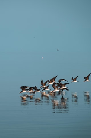 PARACAS RESERVE: ECOTOURISM EXPERIENCE BY KAYAK