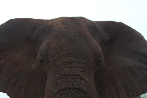 Budget Kruger &amp; Panorama meerdaagse tour vanuit Johannesburg5-daagse budgetreis naar Kruger &amp; Panorama
