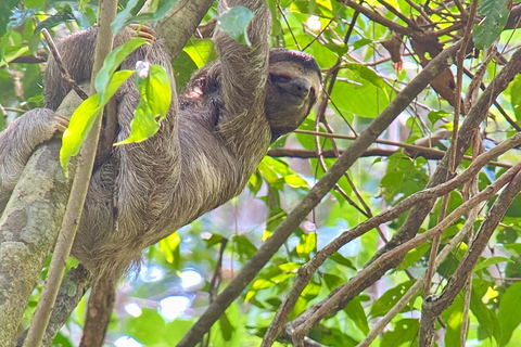 Parque Manuel Antonio: Visita guiada a pie con un naturalistaTour privado