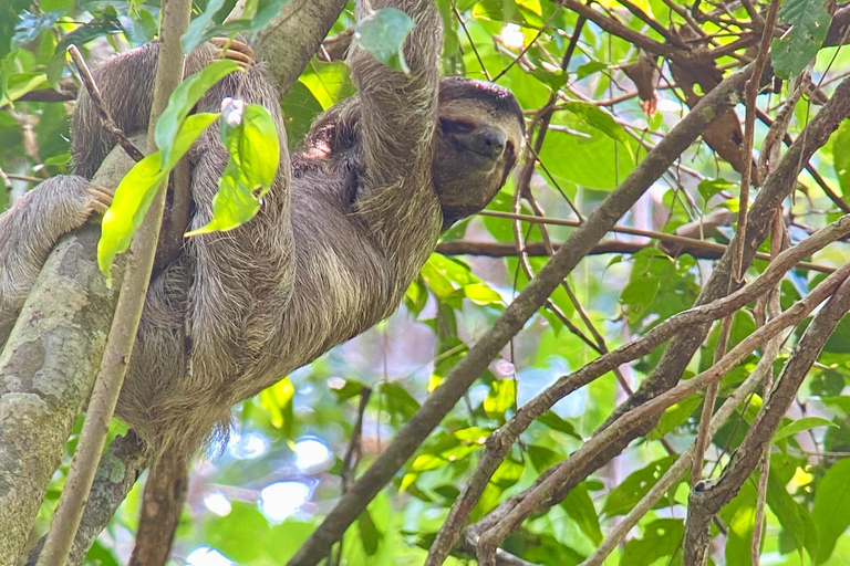 Parque Manuel Antonio: Visita guiada a pie con un naturalistaTour privado