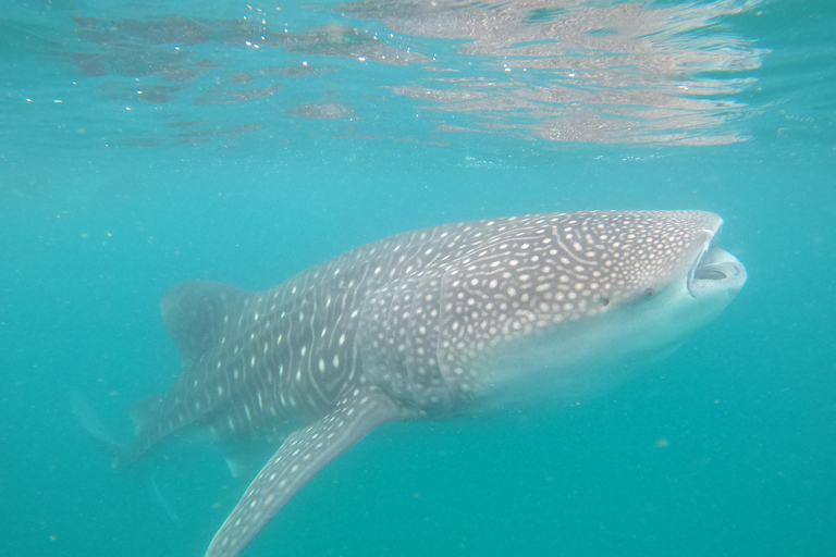 Small group Whale Shark snorkeling in La Paz, BCS, Mexico