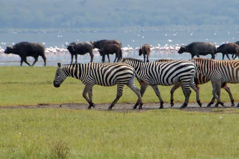 Lake Naivasha and Crescent island : Walking with animals
