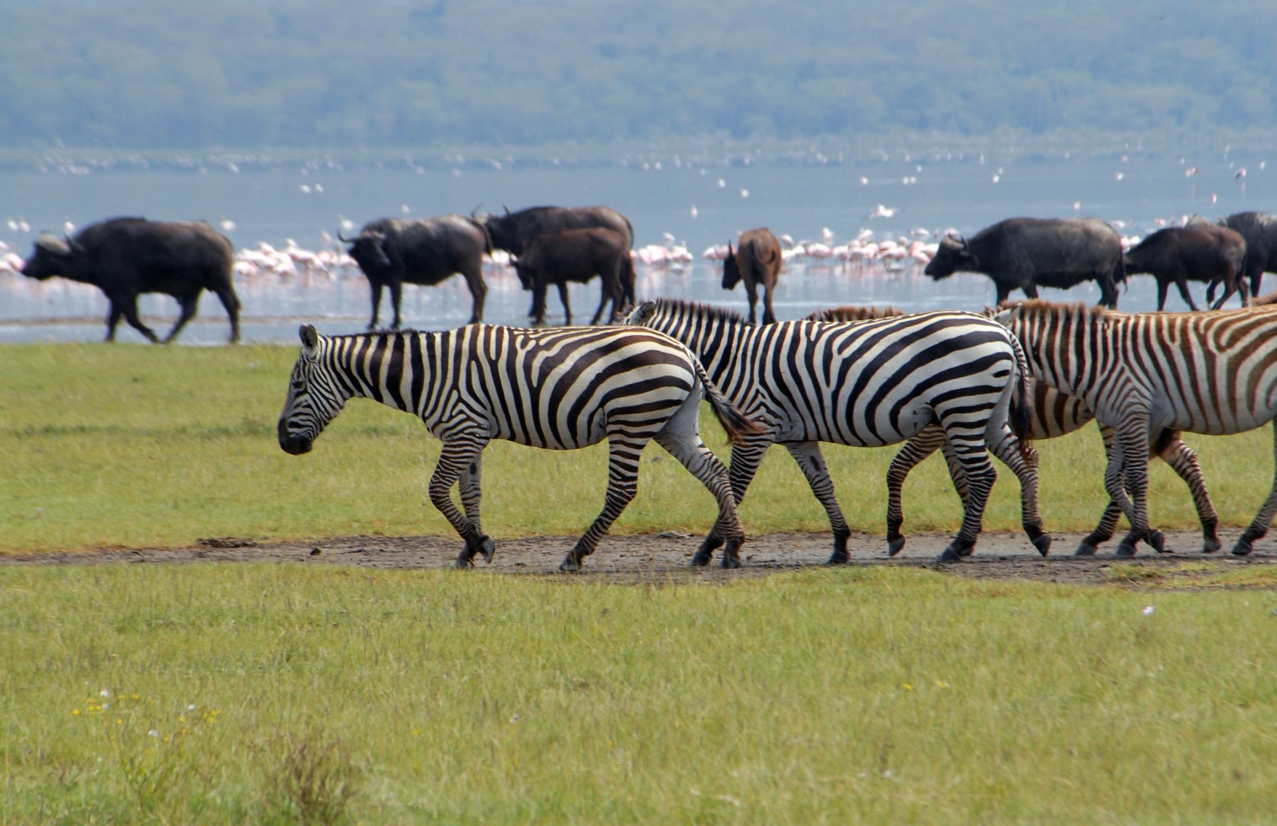 Naivashasee: Tour zum Wildschutzgebiet auf Crescent Island
