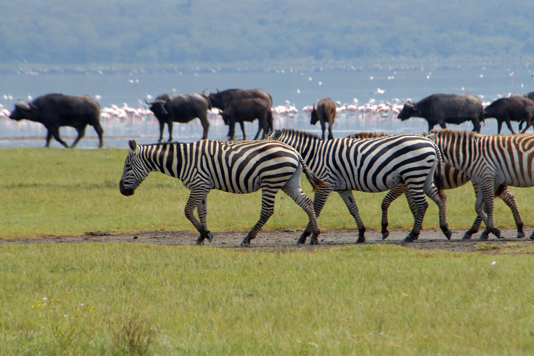 Lago Naivasha e ilha Crescent: Caminhando com animaisCaminhando com animais na ilha Crescent Safári de barco