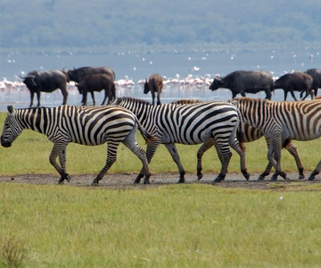 Il lago Naivasha e l'isola Crescent: a spasso con gli animali