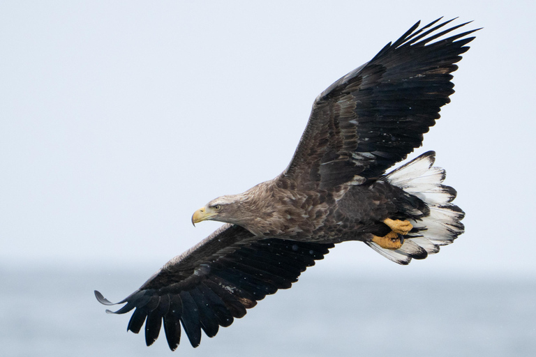 Tromsø: Orca and Whale Watching Heated Boat Trip Tromsø: Orca and Whale Watching comfort heated boat Trip