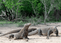 コモド島、3D2Nプライベートスピードボート、ランドツアー＆ホテル - Housity