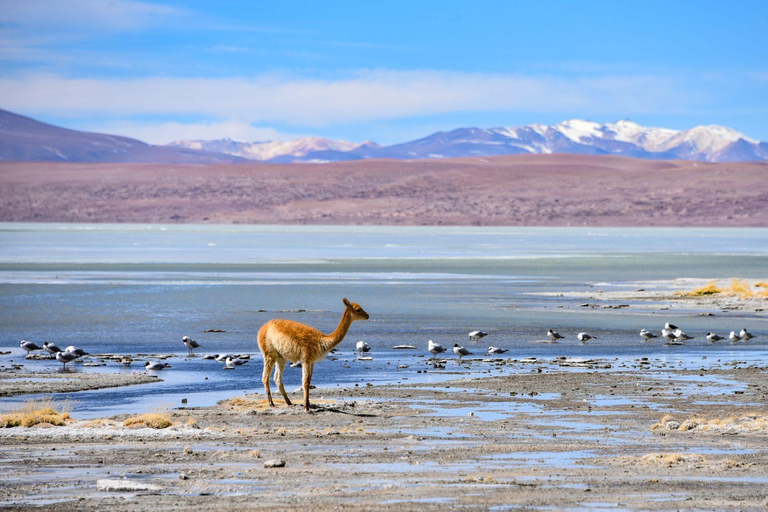 From Cusco: 3 days and 2 nights adventure to Salar de Uyuni