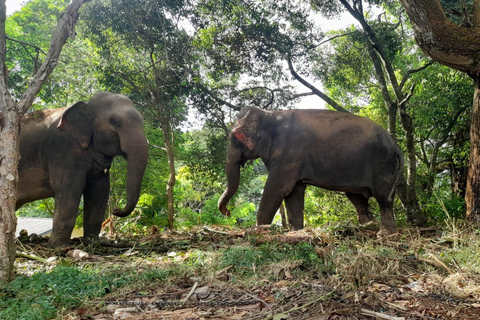 From Ella: All Inclusive Udawalawe National Park Safari