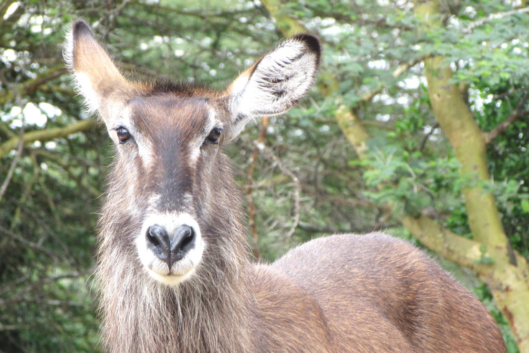 From Nairobi: 5-Day Samburu and Meru National Parks Safari