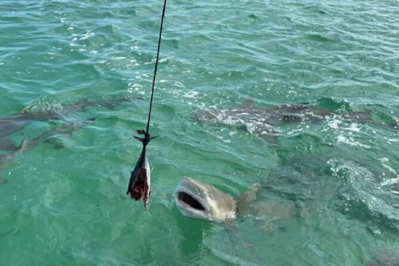 key west shark and wildlife catamaran tour