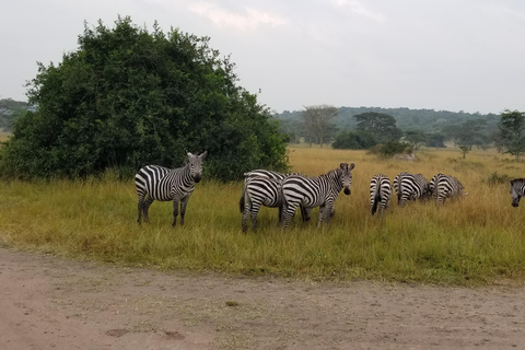 Uganda: 10-dagars safariäventyr från Entebbe