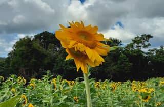 Carool: Tour auf der Sonnenblumenfarm Bloomhill Estate