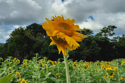 Carool: Bloomhill Estate Sunflower Farm Tour Experience