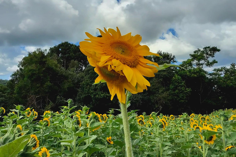 Carool: Bloomhill Estate Sunflower Farm Tour Experience