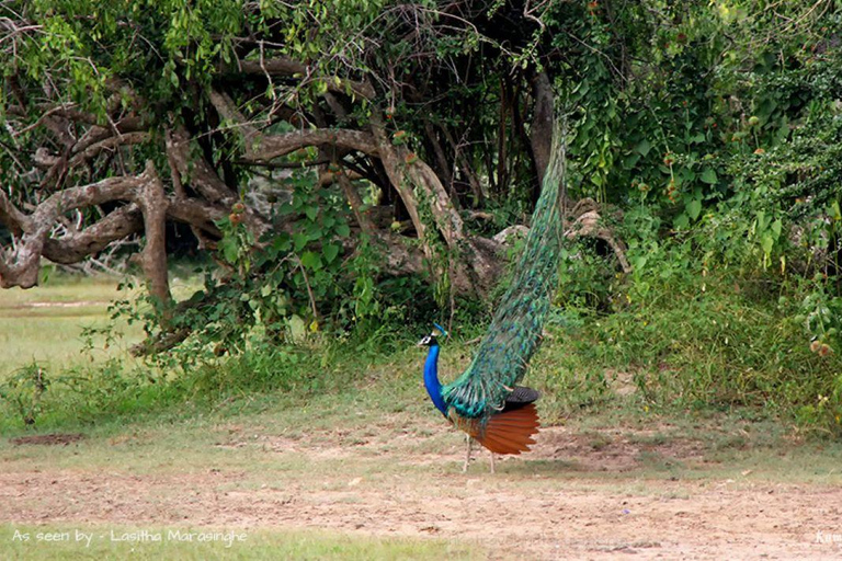 Sri Lanka: południowe wybrzeże i dzika przyroda z miastem klejnotów