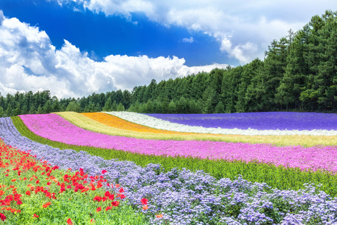 Sapporo: Asahiyama Zoo, Blue Pond, & Farm Tomita Tour