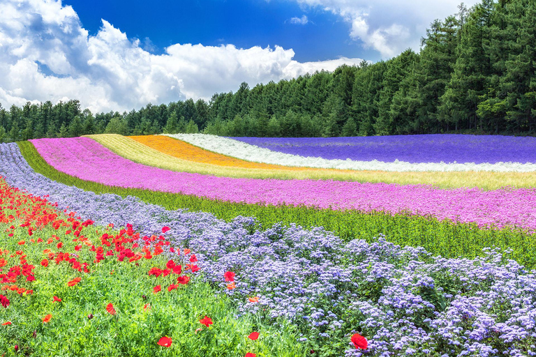 Sapporo: Asahiyama Zoo, Blue Pond, & Farm Tomita Tour