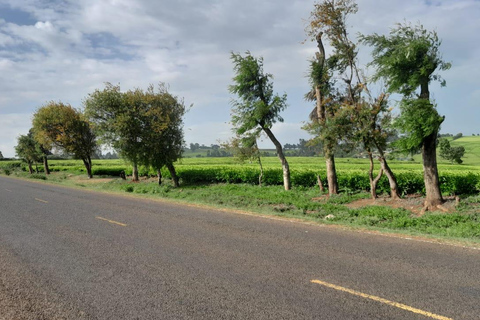 Limuru: E-Bike Ride Through Tea Plantations Limuru: Tea Farms E-Bike riding & sky cycling