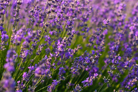 Wild Alps, Verdon Canyon, Moustiers village, Lavender fields