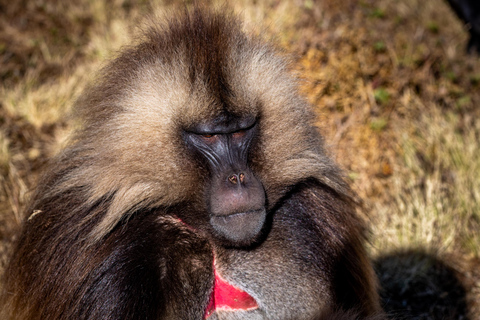 Addis Abeba Tagestour nach Debre Libanos