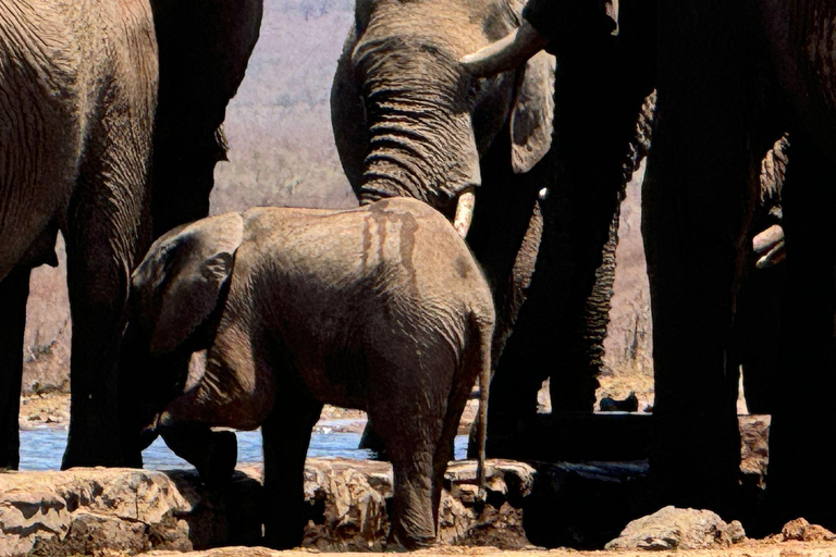 5 dagar 4 kvällar Safari Tour i Madikwe och Pilanersbeg