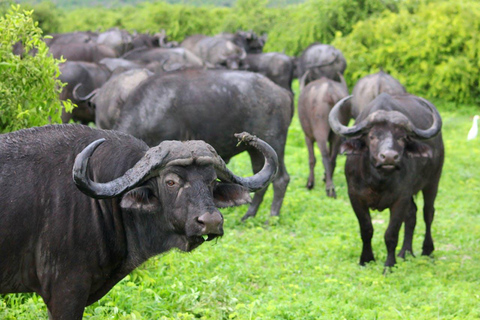 From Zanzibar: Mikumi Safari Day Trip with Flights and Lunch