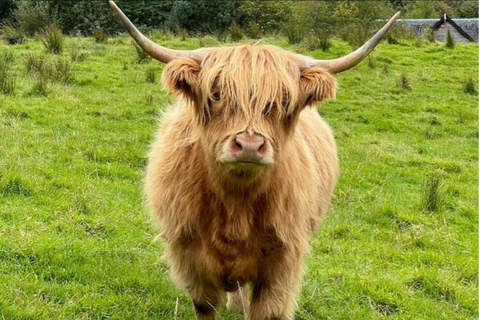 Highland Cows Glasgow Cathedral Kelpies Tour from Edinburgh