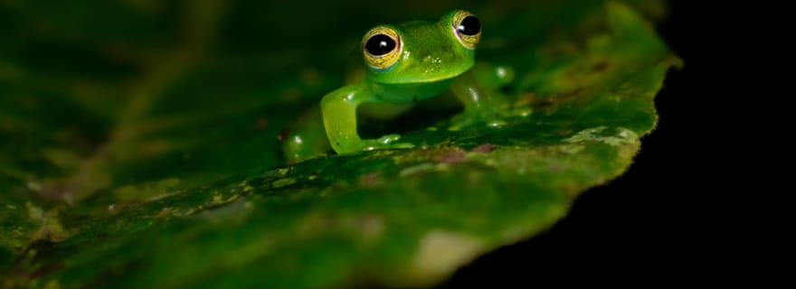 Monteverde : Promenade nocturne dans la forêt magique