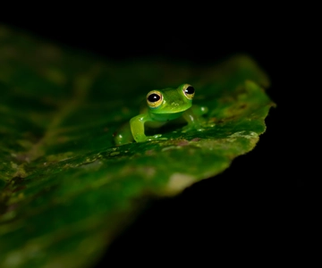Monteverde: Night Walk in the Magical Forest
