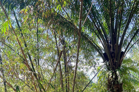 Rafting 5km.+Optional Zipline & ATV(Near Krabi/In Phang Nga) 5 km rafting