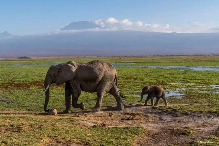 Von Nairobi aus: Amboseli-Nationalpark 3-tägige Mid-Luxus-Safari