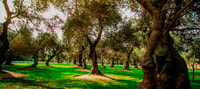 Da Lima, Nature Tour - Hizvo
