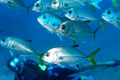 Punta Cana Catalina Island Scuba Diving & Beach Escape