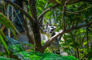 The Green Planet - Dubai's Unique Indoor Rainforest